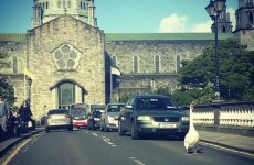 Oh, just a swan in Galway, acting like it owns the place