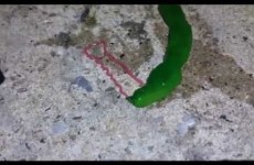 This bizarre green sea creature is creeping out the internet