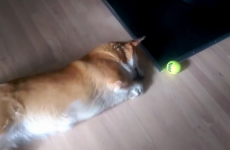 Could this be the laziest dog in the whole world?