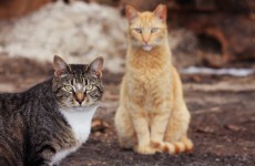 There's a campaign in Bray to 'protest the killing' of seven 'homeless' cats