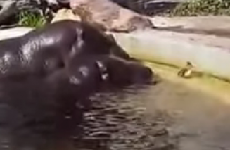 Two hippos helped a trapped duckling escape their pond at the zoo
