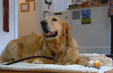 A guide dog threw itself in front of a bus to save its blind owner