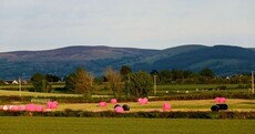 Here's why you may have spotted pink bales across Ireland this month