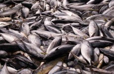 "Catastrophic" - fish kill in Limerick river wipes out trout population