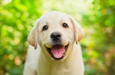 Dogs snub people who are mean to their owners