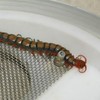 A giant toxic centipede made its way from the West Indies in a woman's dirty laundry