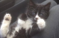 These animals could soon be out of a home if their shelter can't raise enough money
