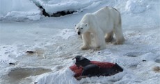 Global warming means polar bears are now eating dolphins for the first time ever
