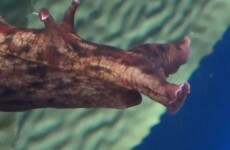 These giant purple slugs are invading California beaches (some people have mistaken them for human organs)