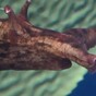 These giant purple slugs are invading California beaches (some people have mistaken them for human organs)