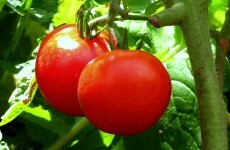 Think you're too 'time poor' to grow your own food? Think again...