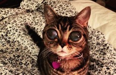 This cat with alien eyes has a heartbreaking story and it's taking the internet by storm
