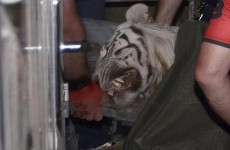An escaped tiger in Tbilisi has been shot after killing a man