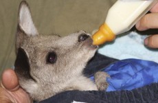 City changes its laws just to stop a woman bringing her kangaroo to McDonald's