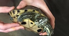 Nora Barnacle, the turtle found in a bin, has died