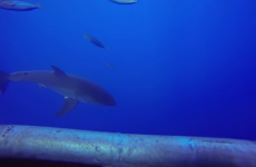 This cage video of a great white shark will scare the pants off you