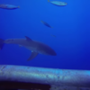 This cage video of a great white shark will scare the pants off you