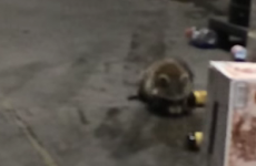 Take a break and watch this video of a drunk raccoon