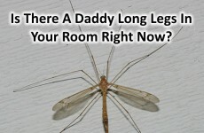 Is There A Daddy Long Legs In Your Room?