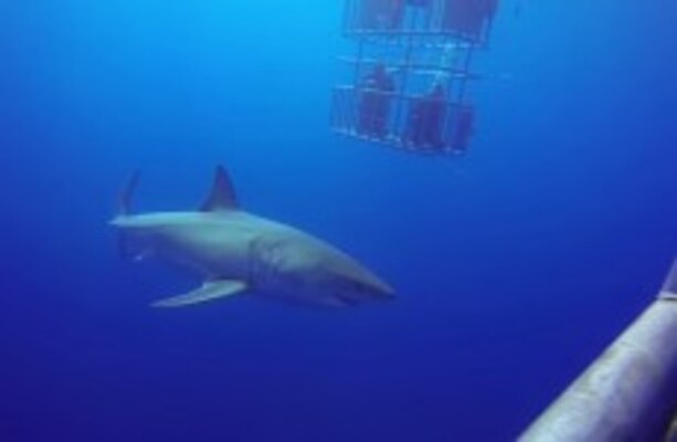 The divers watching this great white shark from afar got quite the surprise