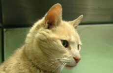An Australian cat has ended up in Northern Ireland and nobody knows how