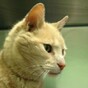 An Australian cat has ended up in Northern Ireland and nobody knows how