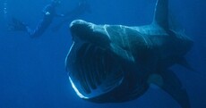 The best sharks on earth, ranked by the most unusual