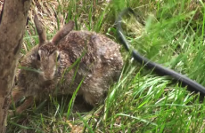 Watch this rabbit kick a snake's ass to save her baby