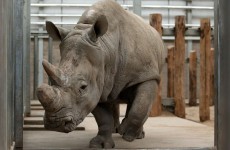 An Irish-backed company is making rhino horns to stop poaching