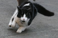 Cat bites woman, woman bites man, woman gets arrested