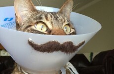 Here's what went viral today: Sunday