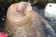This walrus is definitely flirting with a man at the zoo