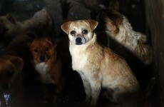 'Stolen pets' end up on the dinner table for China's dog meat festival