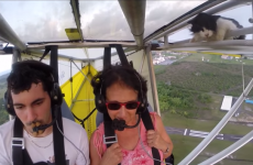 'Remove Cat Before Flight' is the one video you need to see today
