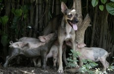 Meet the farm dog who lets piglets suckle on her