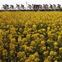 La Vuelta: Cobo storms to the summit to put Wiggins' dreams in doubt