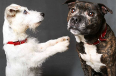 Blind Jack Russell and his guide dog inseparable after being abandoned