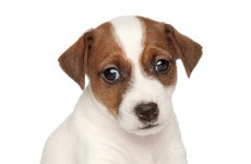 Vet accused of surgically implanting bags of liquid heroin inside puppies