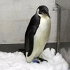Happy Feet the Penguin returned to the wild