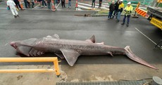 Australian fishermen accidentally catch extremely rare giant basking shark
