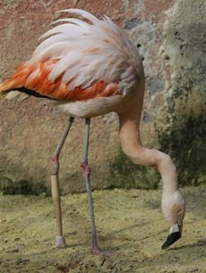 This pink flamingo got an artificial leg after his was amputated