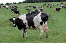 Classical BSE found in Louth dairy farm cow was 'an isolated case'