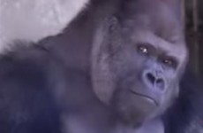 People have become really obsessed with this 'hunky' gorilla (seriously)