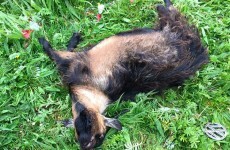 An animal rescue charity found a dead pygmy goat in a field in west Dublin