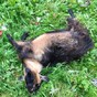 An animal rescue charity found a dead pygmy goat in a field in west Dublin