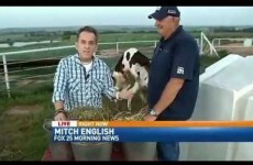 A pair of horny cows just stole the spotlight in this news report