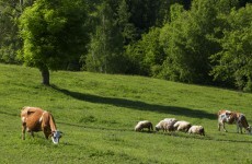 Gardaí are looking for your help in finding 75 stolen cattle and 25 sheep