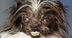 Meet this year's leading contestants for World's Ugliest Dog