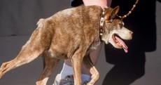 It's official: This hunchbacked pooch is the ugliest dog in the world