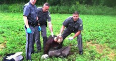 Second killer who escaped prison shot and captured by police